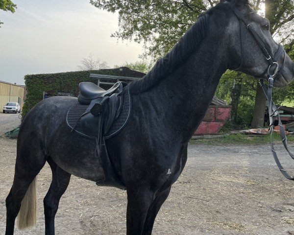 horse Corthargo (Westphalian, 2019, from Conthargos)