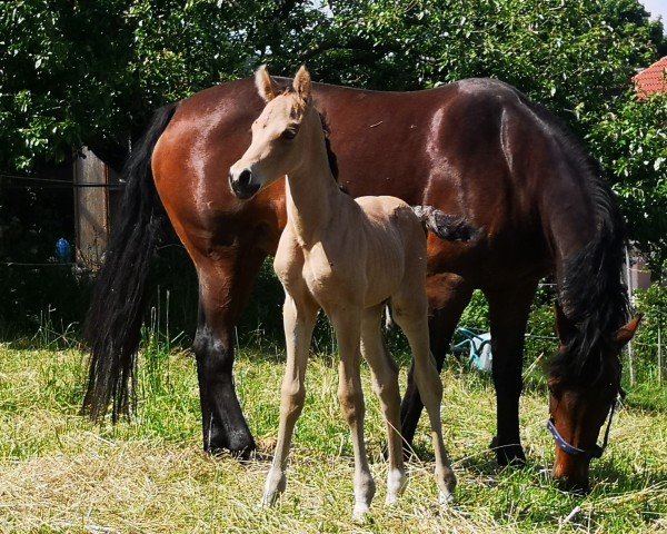 stallion Magnus HL II (German Riding Pony, 2024, from Mescal 15)