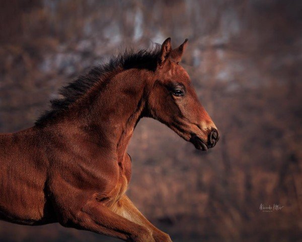 horse Carate (German Sport Horse, 2022, from Coeur de Lion 14)