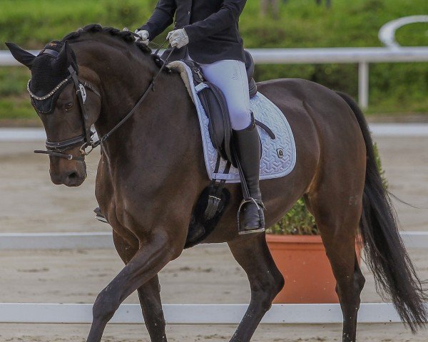 Dressurpferd Siria Rubina (Oldenburger, 2014, von Sir Donnerhall I)