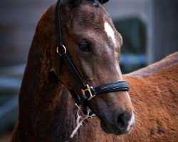 Pferd Aladia (Hannoveraner, 2024, von Alaba 2)
