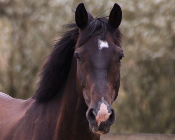 horse Charlie Delta (Westphalian, 2015, from Chico's Boy)