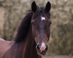 Pferd Charlie Delta (Westfale, 2015, von Chico's Boy)