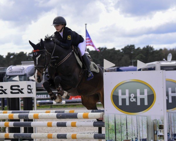 Springpferd Dakota du Houlbec (Oldenburger, 2009, von Diarado)