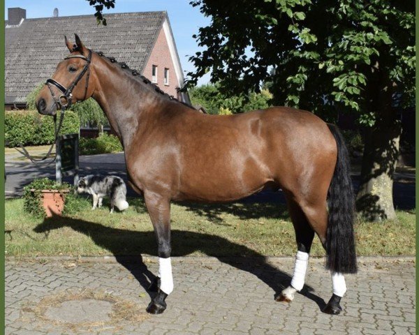 horse London Delight (Hanoverian, 2017, from Londontime)
