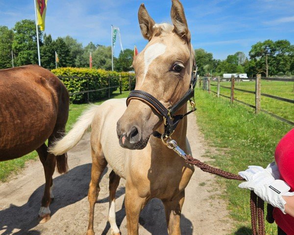 horse Goldmarie (Westphalian, 2024, from Gold Design)