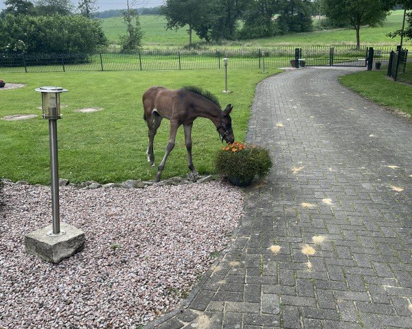 Pferd Bajou A (Hannoveraner, 2024, von Bon Amour)