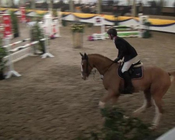 Reitturnier Vreden 2013