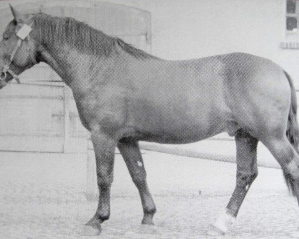 horse Gralshüter Mo 1005 (Heavy Warmblood, 1950, from Gralf Mo 394)