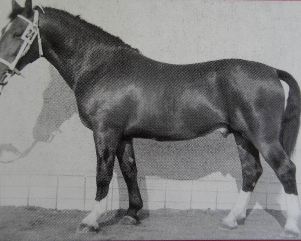 stallion Lohengrin (Heavy Warmblood, 1961, from Lotse Mo 1067)