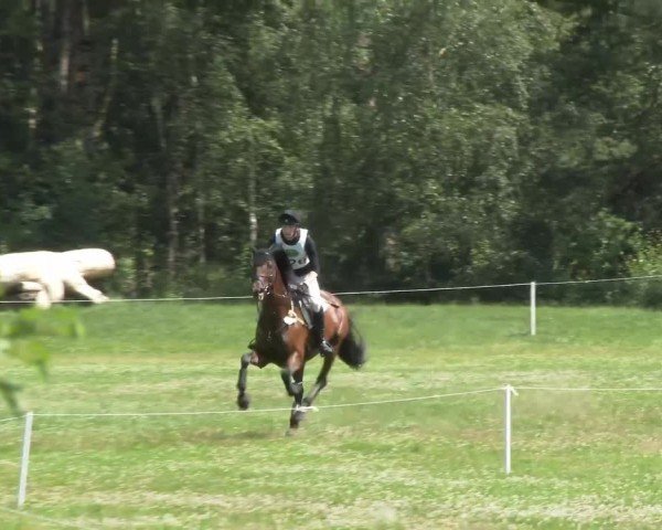 Reitturnier Luhmühlen 2024