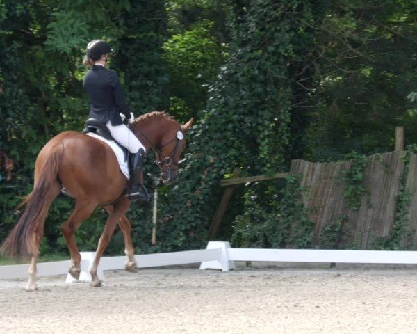 Reitturnier Heddesheim 2024
