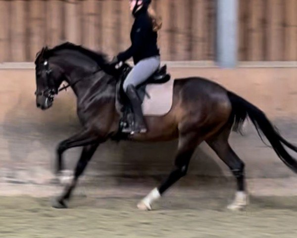 horse Grandera Jovenia (Oldenburg, 2020, from Jovian)
