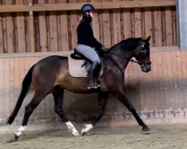 Pferd Grandera Jovenia (Oldenburger, 2020, von Jovian)