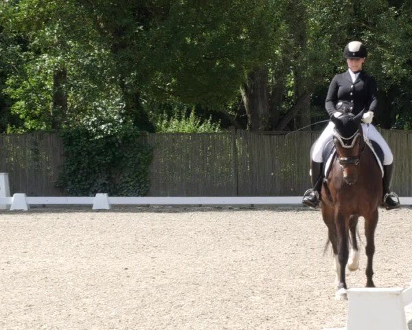 Reitturnier Heddesheim 2024