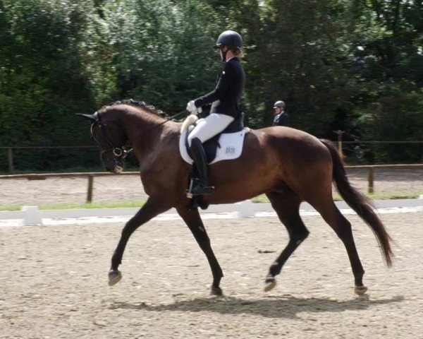 Reitturnier Heddesheim 2024