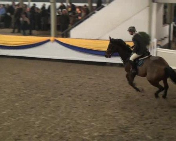 Reitturnier Vreden 2013