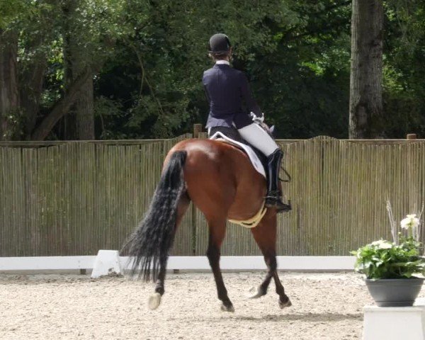 Reitturnier Heddesheim 2024