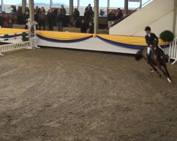 Reitturnier Vreden 2013