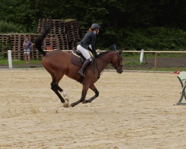 Reitturnier Heddesheim 2024