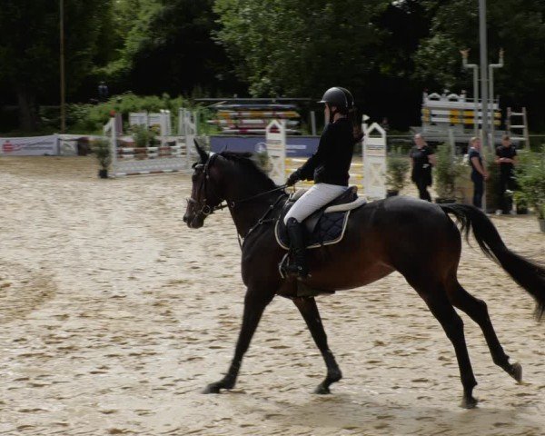 Reitturnier Heddesheim 2024