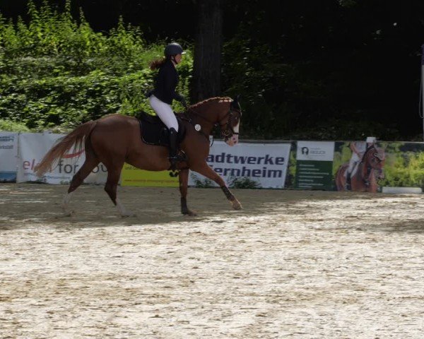 Reitturnier Heddesheim 2024