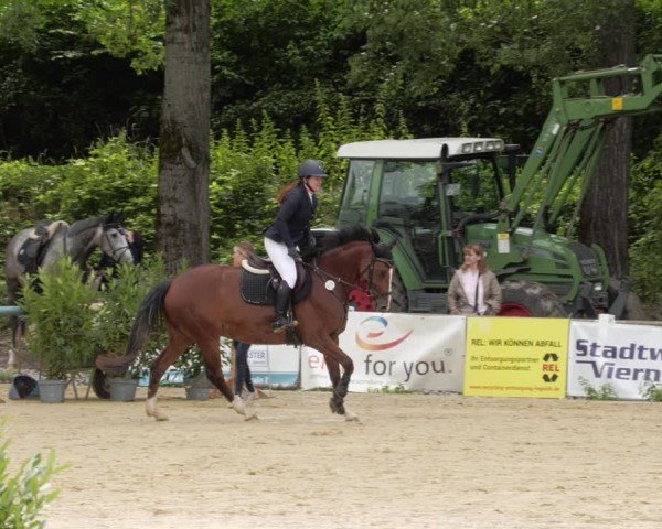Reitturnier Heddesheim 2024