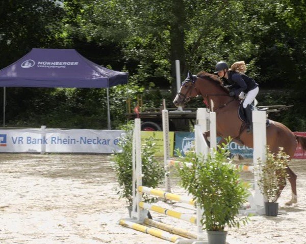 Reitturnier Heddesheim 2024