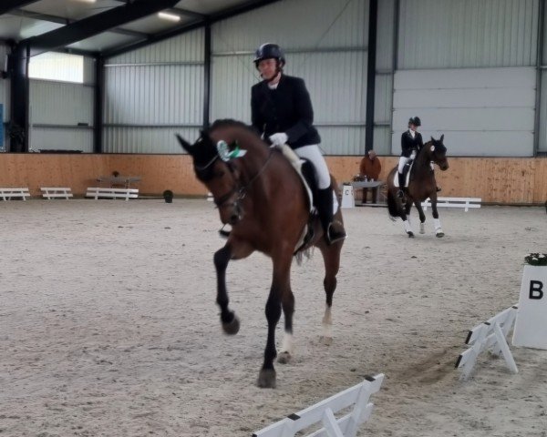 dressage horse Emil 197 (Westphalian, 2019, from Escamillo)