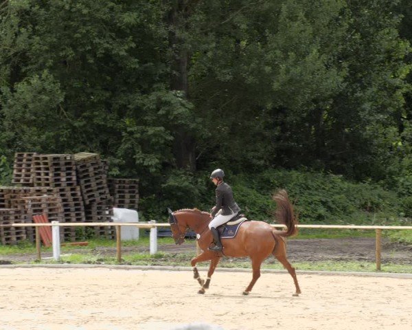Reitturnier Heddesheim 2024