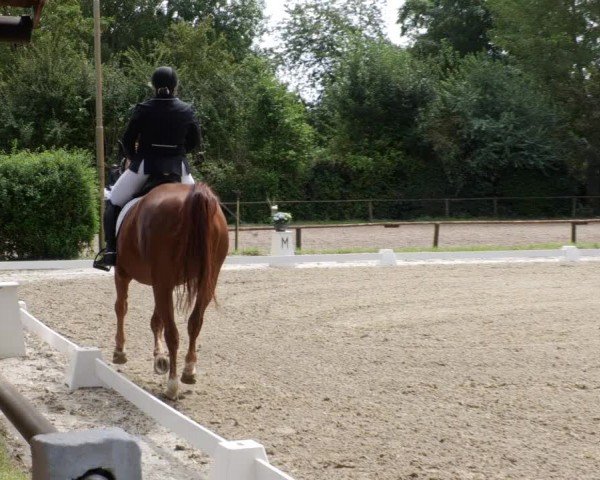 Reitturnier Heddesheim 2024