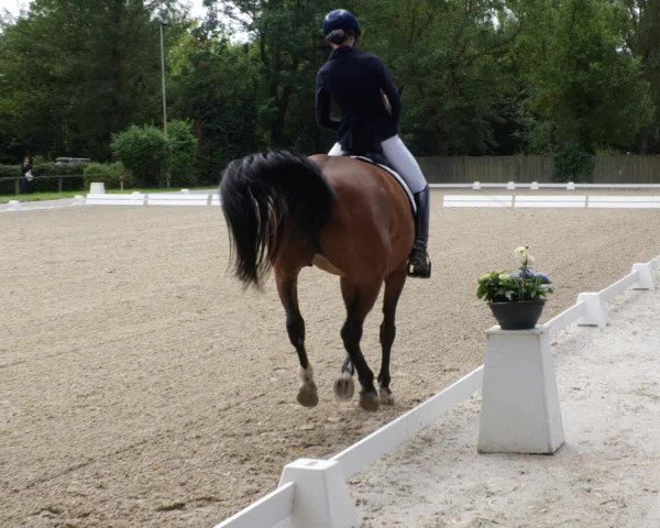 Reitturnier Heddesheim 2024