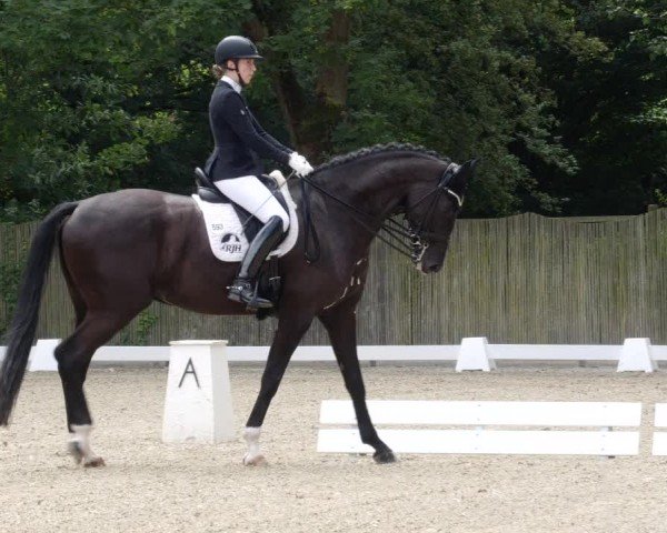Reitturnier Heddesheim 2024