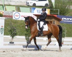 dressage horse Fleur (KWPN (Royal Dutch Sporthorse), 2013, from Amazing Star)