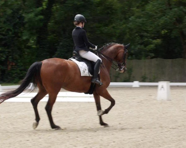 Reitturnier Heddesheim 2024