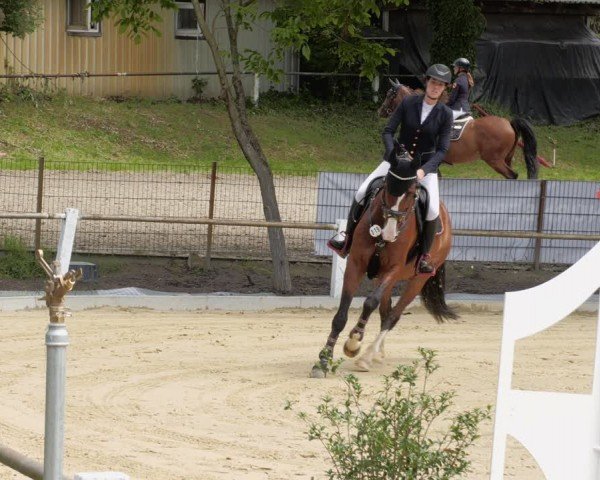 Reitturnier Heddesheim 2024