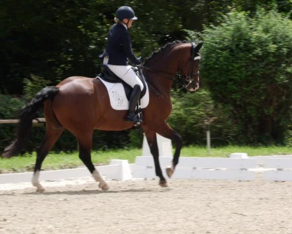 Reitturnier Heddesheim 2024