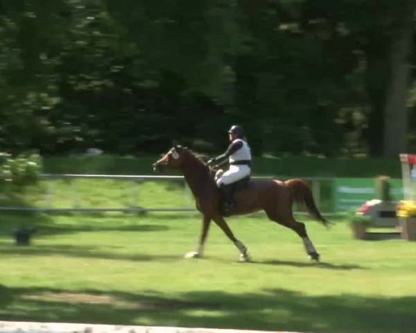 Reitturnier Luhmühlen 2024
