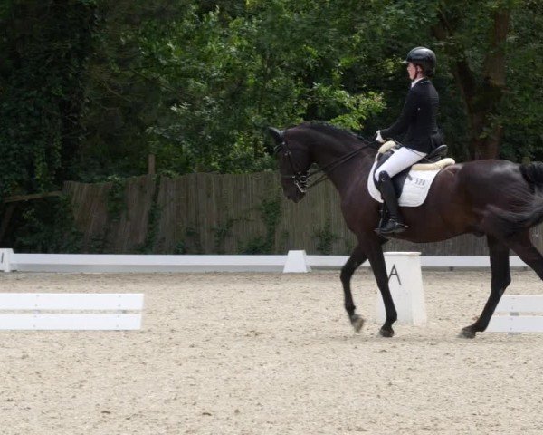 Reitturnier Heddesheim 2024