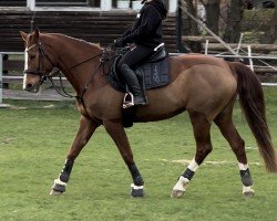jumper Eskada 19 (Oldenburg, 2004, from Eskardo)