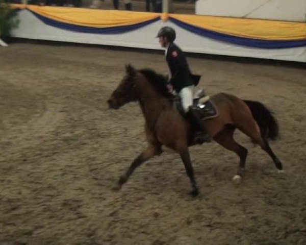 Reitturnier Vreden 2013