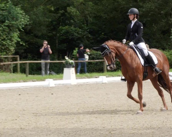Reitturnier Heddesheim 2024