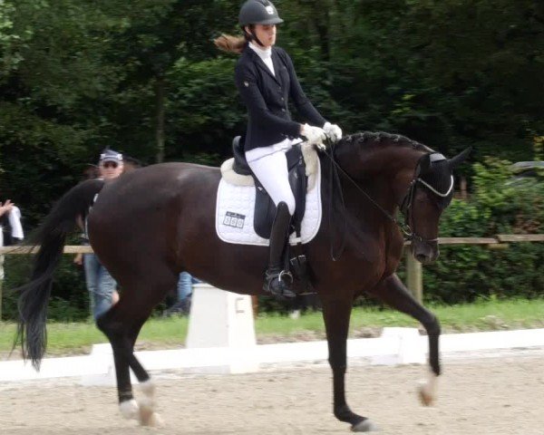 Reitturnier Heddesheim 2024