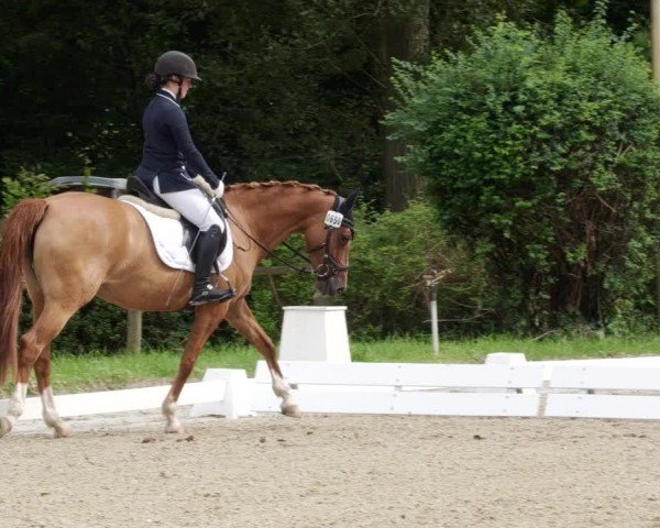 Reitturnier Heddesheim 2024