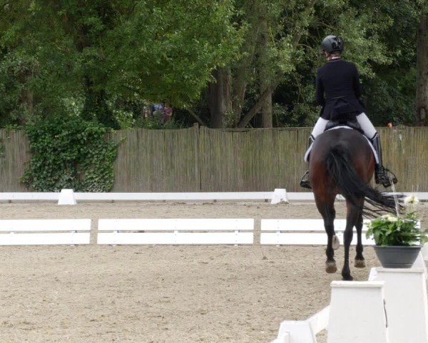 Reitturnier Heddesheim 2024