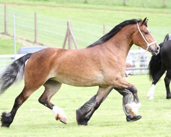 Pferd Abergavenny Bethan (Welsh-Cob (Sek. D), 2011, von Pennal Calon Lan)