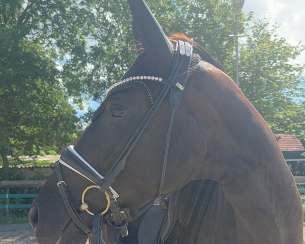 horse Spécial de ma vie (Hanoverian, 2021, from Shu Fu)