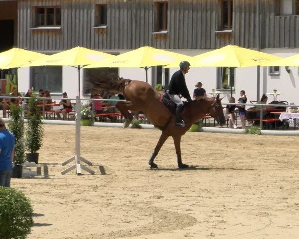 Reitturnier Rankweil 2024