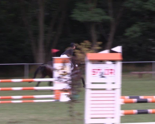 Reitturnier Niederwerbig 2024