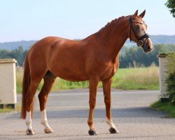 dressage horse Dornenkönig 2 (German Riding Pony, 2011, from FS Don't Worry)
